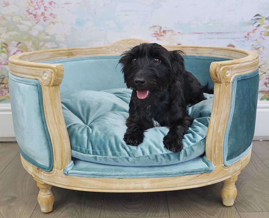 Blue velvet dog bed