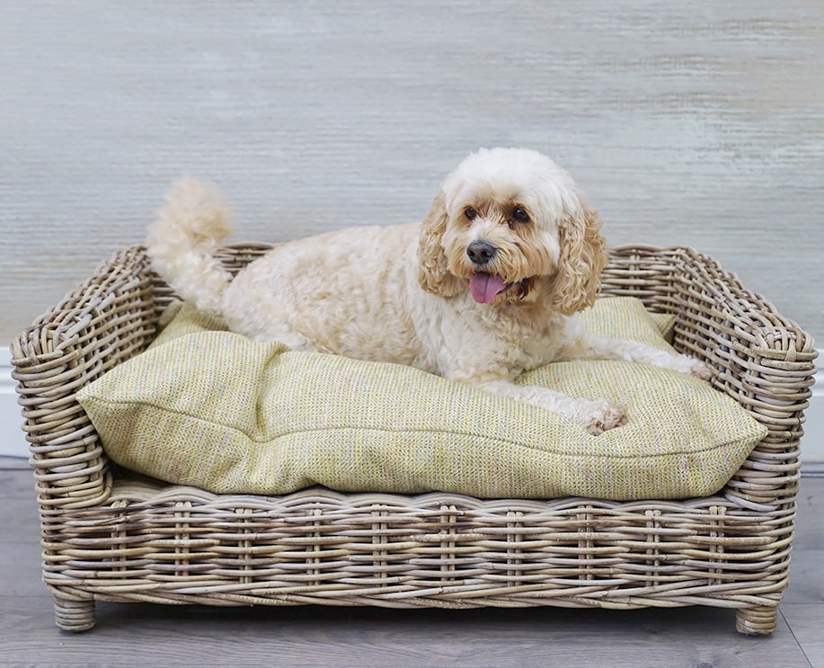 rattan dog bed